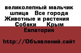 великолепный мальчик шпица - Все города Животные и растения » Собаки   . Крым,Евпатория